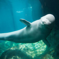 Beluga