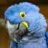 TheBluMacaw
