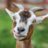 Goatskers