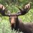 MooseBeChilling